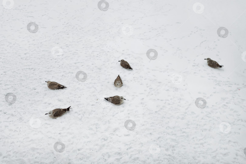 Скачать Серые чайки отдыхают на снегу. Птицы зимой. Молодые чайки на снегу. Вид сверху. Концепция Международного дня птиц. фотосток Ozero