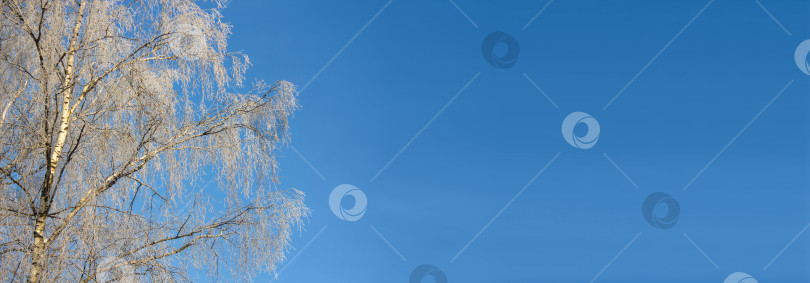 Скачать Заснеженные ветви березы крупным планом на фоне голубого неба в солнечный зимний день. Баннер, место для копирования фотосток Ozero