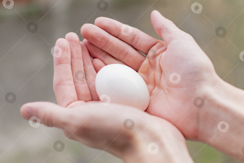 Скачать Человеческие руки держат яйцо фотосток Ozero