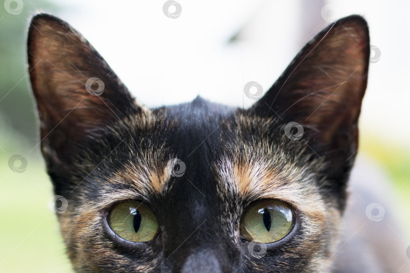 Скачать Возле дома прогуливается разноцветный кот фотосток Ozero