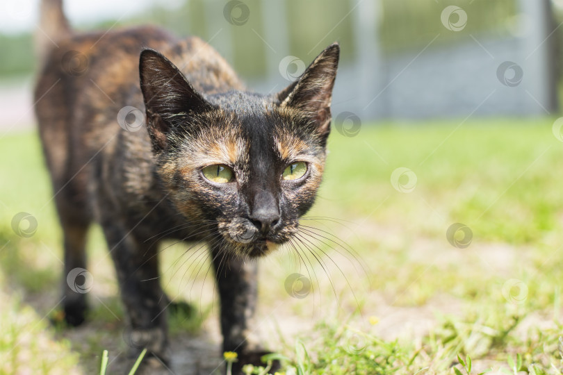 Скачать Возле дома прогуливается разноцветный кот фотосток Ozero
