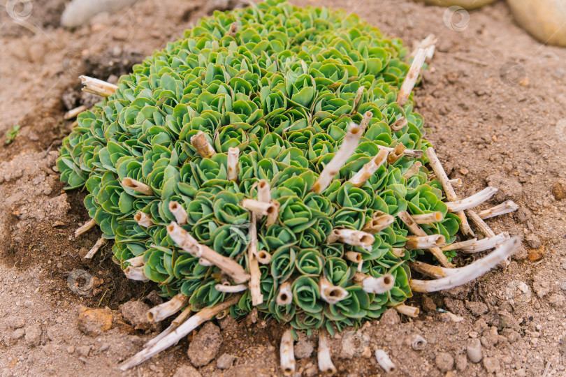 Скачать Зеленый цветущий куст растения Sedum telephum. Украшение сада и ландшафта. фотосток Ozero