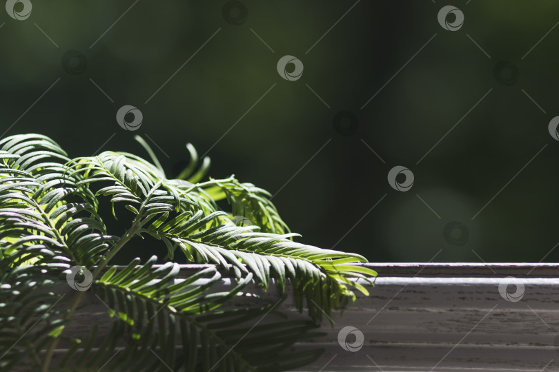 Скачать Фоновое изображение растения фотосток Ozero