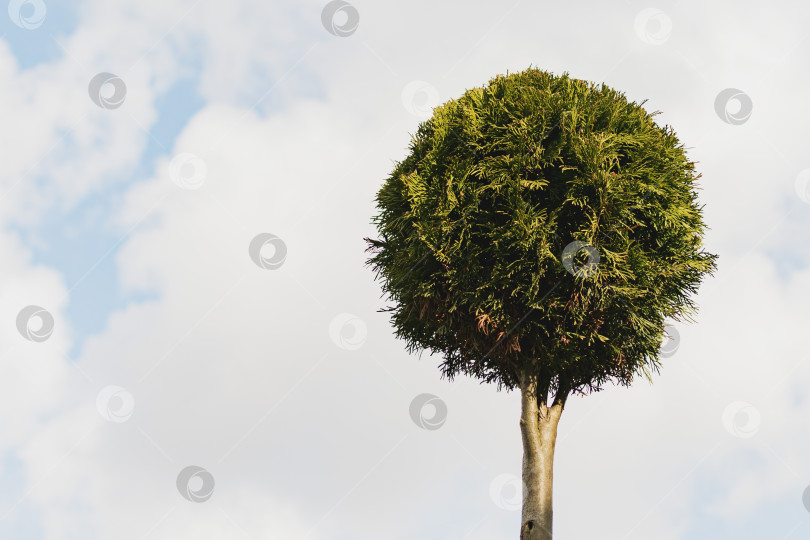 Скачать Декоративные деревья и растения во дворе фотосток Ozero