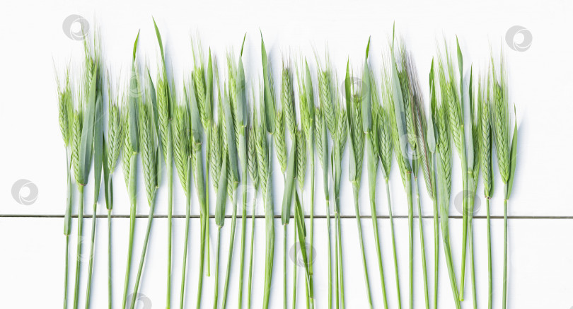 Скачать Изображение колосьев пшеницы крупным планом на фоне деревянных досок фотосток Ozero