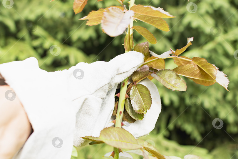Скачать Садовник в перчатках работает с растениями с шипами фотосток Ozero