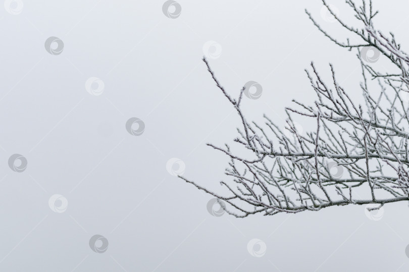 Скачать Дерево покрылось инеем после ночной заморозки фотосток Ozero