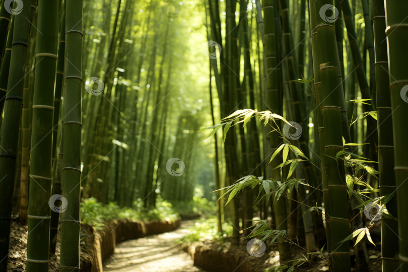 Скачать пейзаж бамбуковой рощи с тропинкой фотосток Ozero