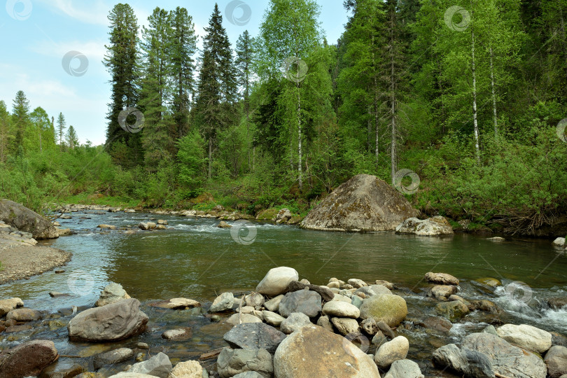 Скачать Скалистый берег красивой речушки, протекающей через густой лес ясным летним утром. фотосток Ozero