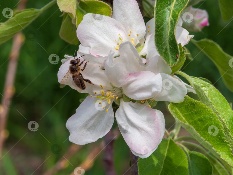 Скачать Макросъемка медоносной пчелы, собирающей нектар с бело-розовых яблонь в цветущем саду фотосток Ozero