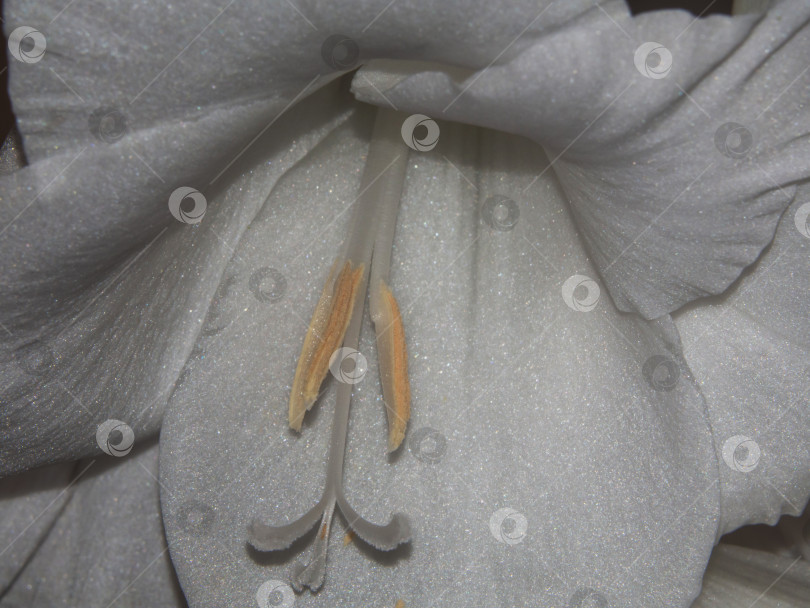 Скачать Белый цветочный макро-фон. Макро белого цветка гладиолуса. Естественный текстурированный фон из белых лепестков цветов гладиолуса (лилии) фотосток Ozero