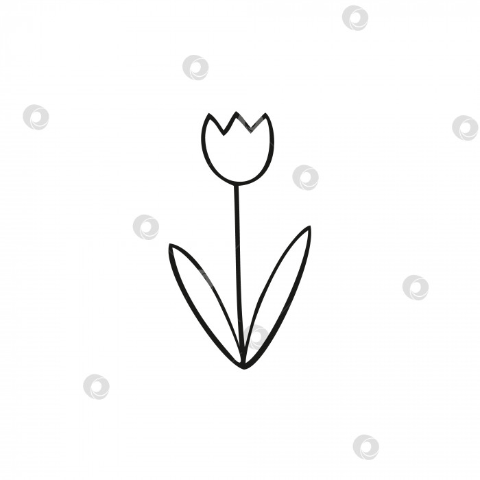 Скачать Детский рисунок тюльпана, выполненный из линий на белом фоне. Простой детский каракулевый рисунок цветов. Карандашный набросок от руки, векторная иллюстрация. Книжка-раскраска для детей "цветочный колокольчик". фотосток Ozero