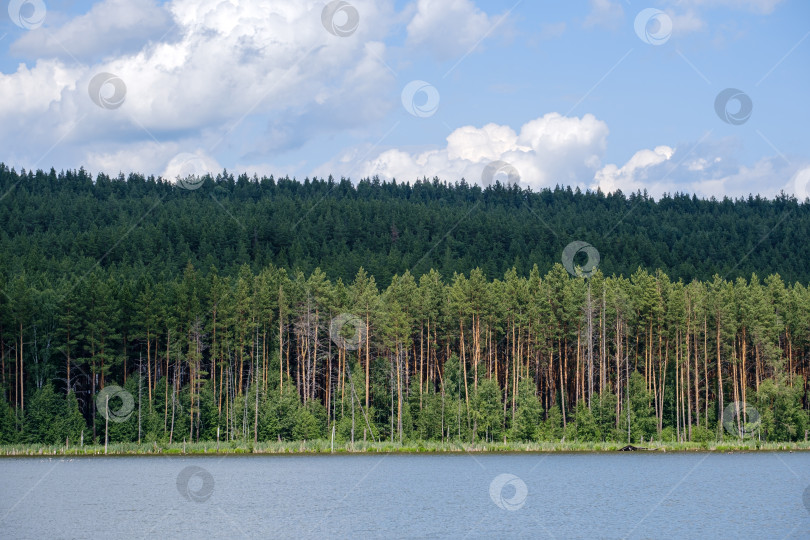 Скачать река и сосновый лес на другом берегу летним днем фотосток Ozero