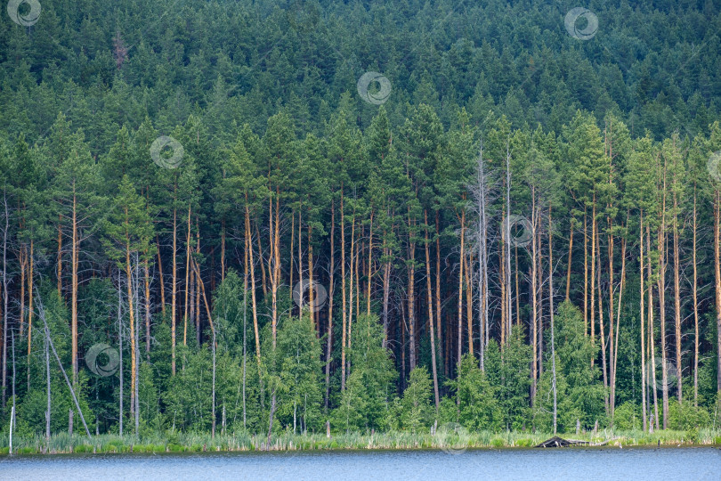 Скачать река и сосновый лес на другом берегу летним днем фотосток Ozero