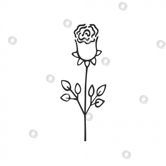 Скачать Каракули в виде бутона розы, выделенные на белом фоне. Контурный карандашный рисунок цветка, книжка-раскраска для детей. Набросок, сделанный от руки черными чернилами. Векторная иллюстрация, дизайн открыток, наклеек. фотосток Ozero