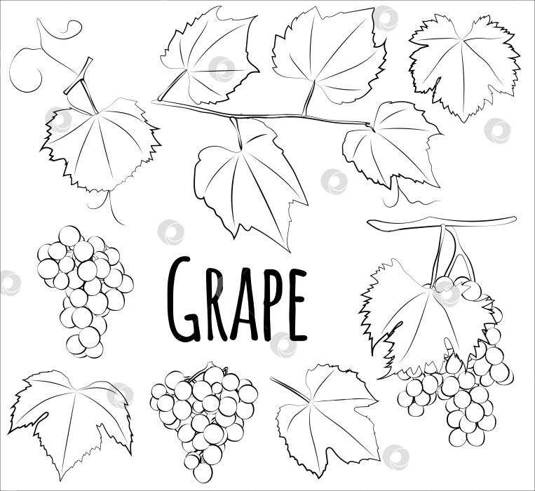 Скачать Векторный эскиз винограда, нарисованный карандашом от руки. Иллюстрация виноградной грозди на ветке с листьями. Векторная графика фотосток Ozero