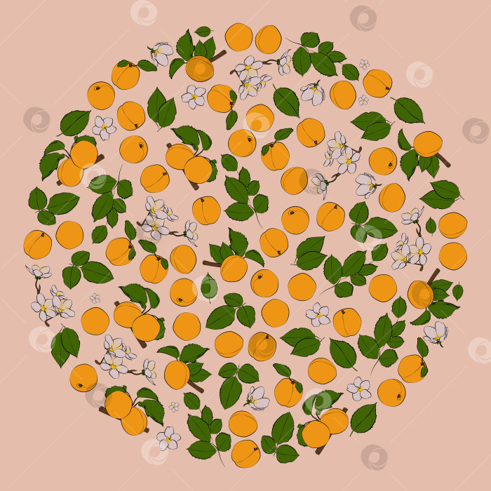 Скачать Набор цветных абрикосов по кругу. Векторная графика фотосток Ozero