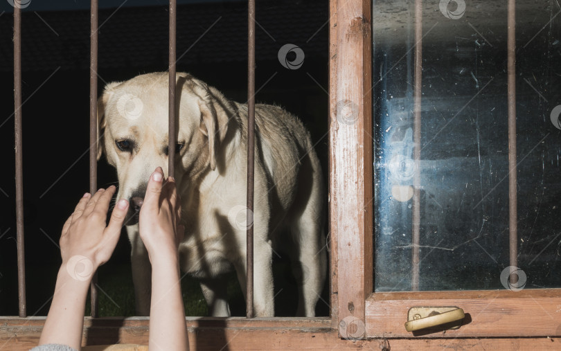 Скачать Собака заглядывает в окно сквозь железную решетку фотосток Ozero