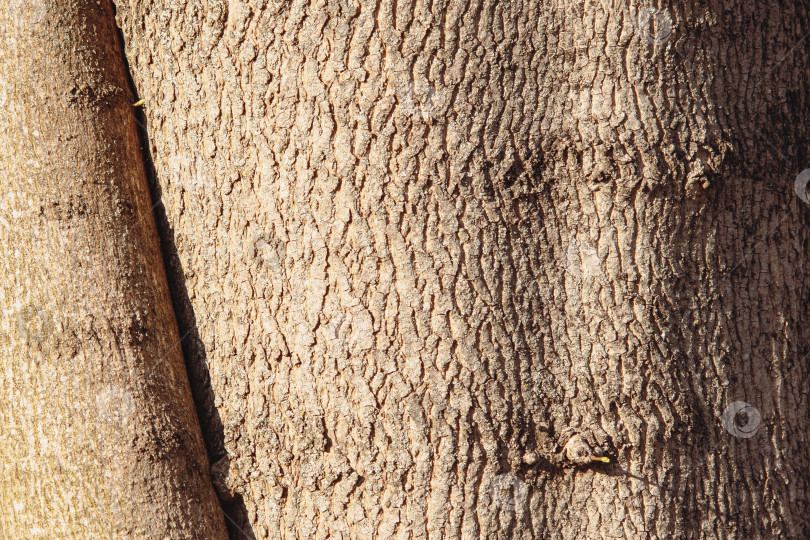 Скачать Текстурное изображение деревянной поверхности фотосток Ozero