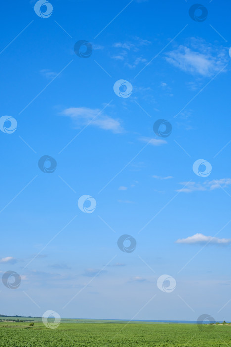Скачать зеленое поле с ростками злаков и голубое небо фотосток Ozero