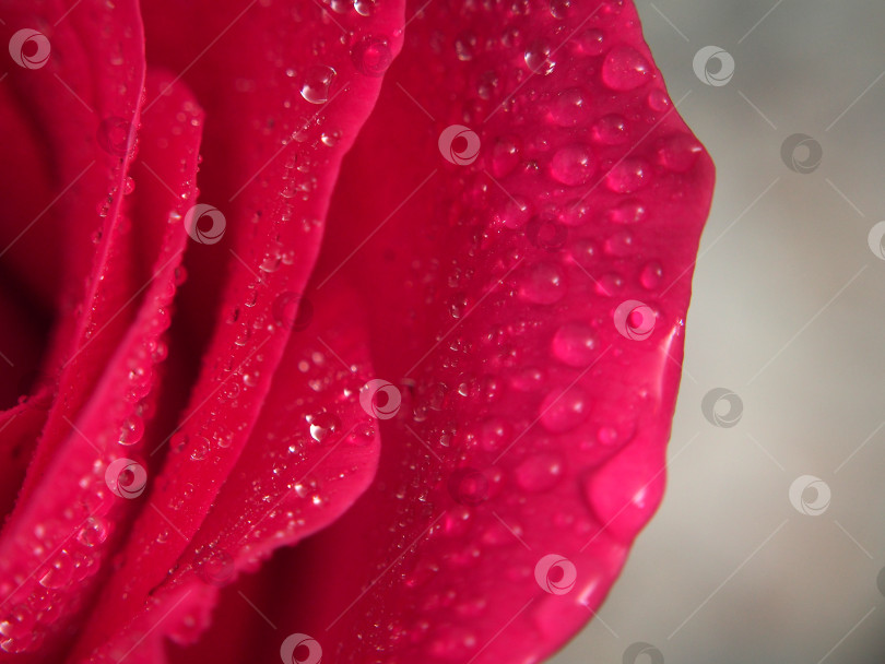 Скачать Бутон красной розы. Лепестки цветка покрыты капельками воды. фотосток Ozero
