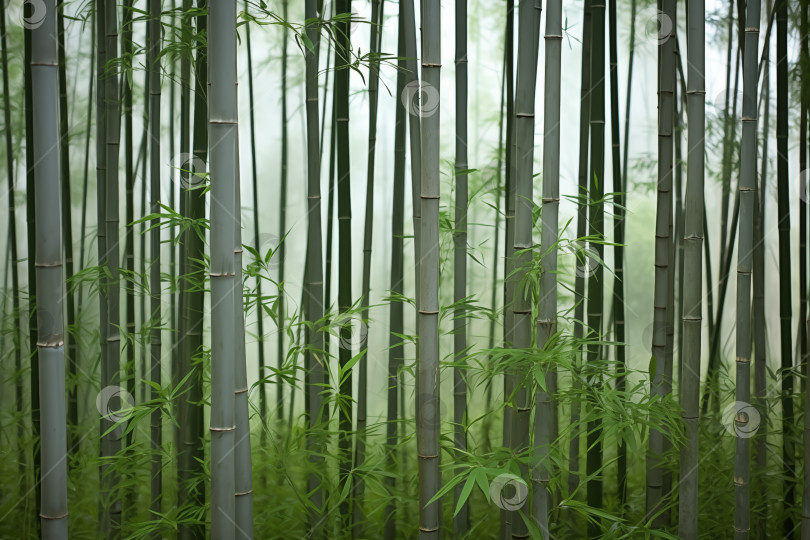 Скачать горная бамбуковая роща в тумане, задний план, пейзаж фотосток Ozero