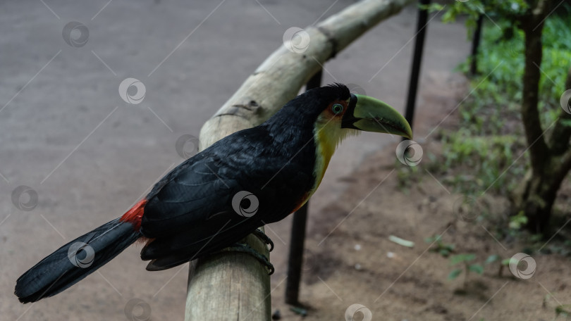 Скачать Красивая экзотическая зеленоклювая птица Ramphastos dicolorus фотосток Ozero