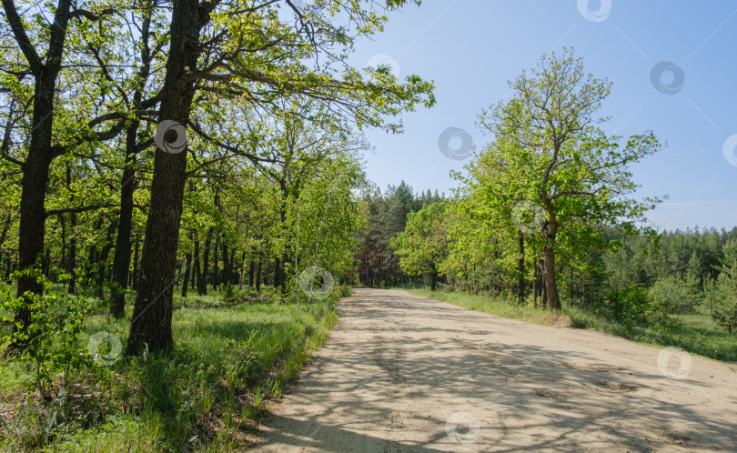Скачать проселочная дорога в лесу весенним днем фотосток Ozero
