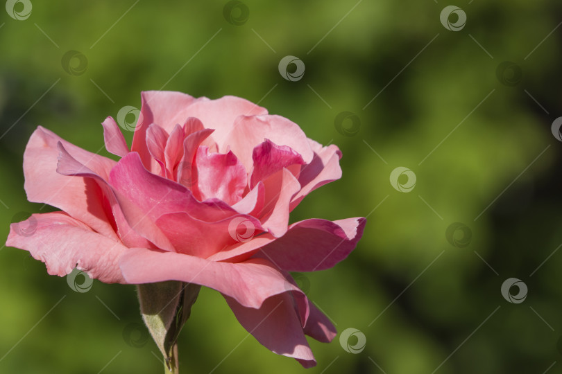 Скачать Розовая пастельная роза на темно-зеленом фоне в летнем саду. Крупный план цветения красивой розовой розы с лепестками абрикосового оттенка, ароматной кустарниковой розы, выращиваемой во многих садах фотосток Ozero