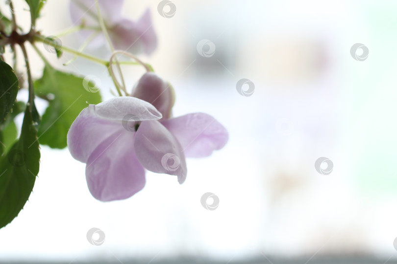 Скачать Маленький фиолетовый цветок домашнего растения фотосток Ozero