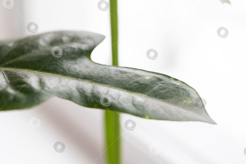 Скачать Большой зеленый лист домашнего растения фотосток Ozero