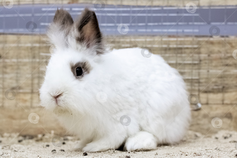 Скачать Белый пушистый домашний кролик крупным планом в клетке фотосток Ozero
