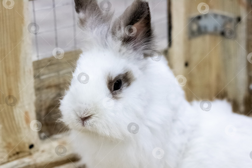 Скачать Белый пушистый домашний кролик крупным планом в клетке фотосток Ozero