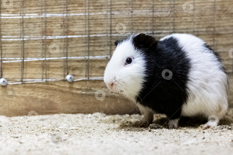 Скачать Черно-белая морская свинка в клетке фотосток Ozero