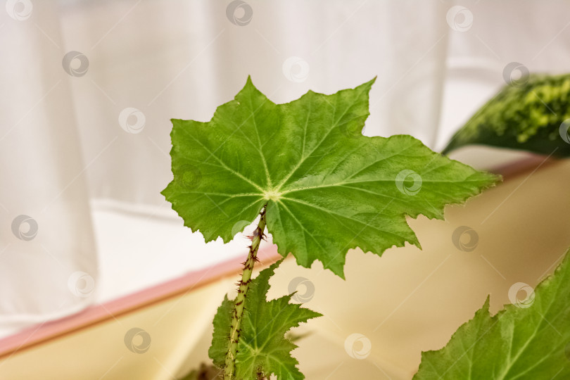 Скачать Большие зеленые листья домашнего растения фотосток Ozero