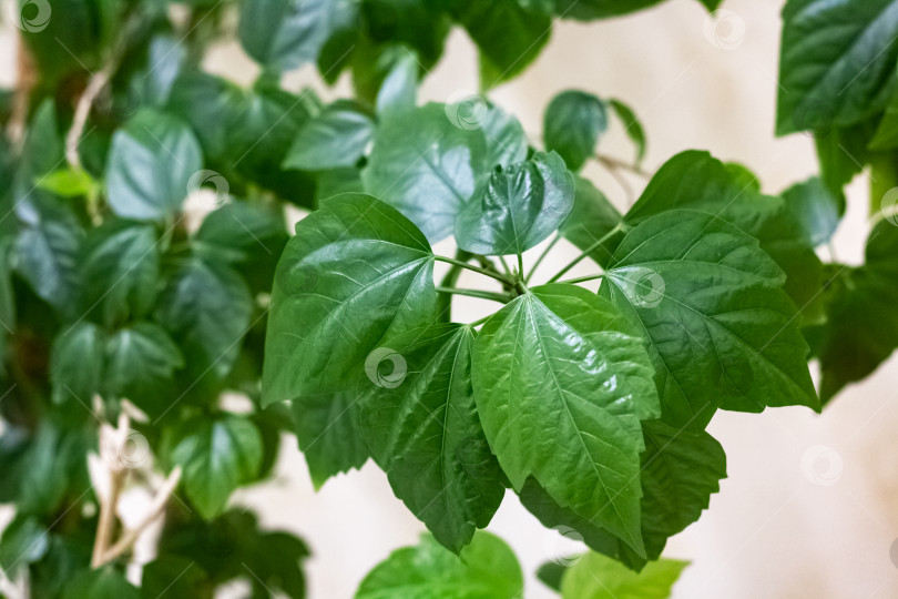 Скачать Большие зеленые листья домашнего растения фотосток Ozero