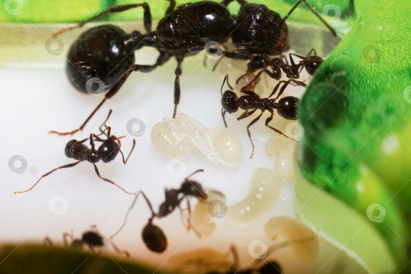 Скачать Муравьиная королева мессор-конструктор с личинками и муравьями фотосток Ozero