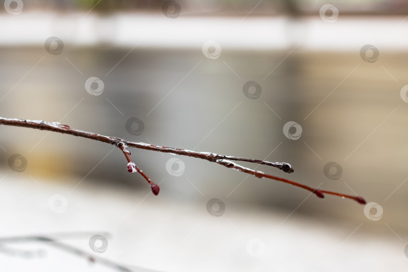 Скачать Обледенелая ветка дерева зимой крупным планом фотосток Ozero