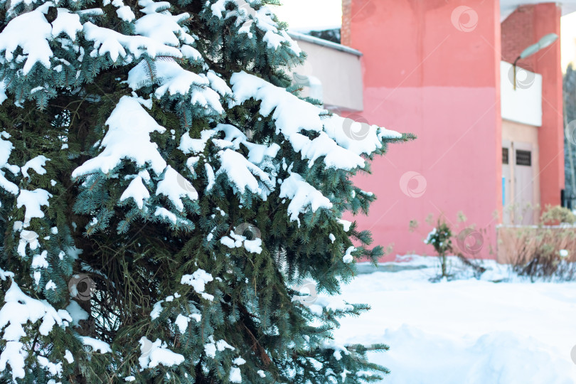 Скачать Ветви ели под снегом, текстура или фон фотосток Ozero