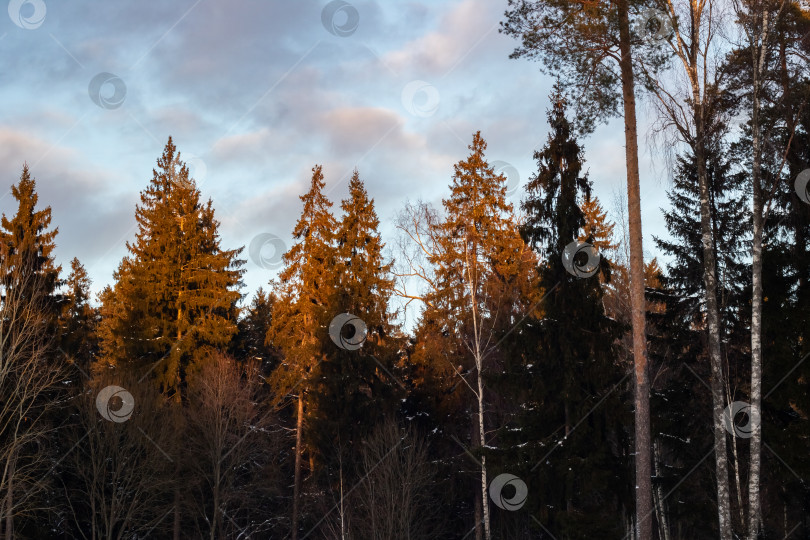 Скачать Зимний лес на закате и розовые облака, горизонтальное фото фотосток Ozero