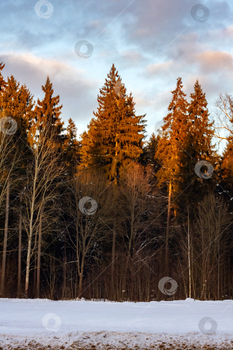 Скачать Зимний лес на закате и розовые облака, вертикальное фото фотосток Ozero