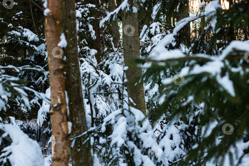 Скачать Деревья в снегу крупным планом, лесная фотография фотосток Ozero