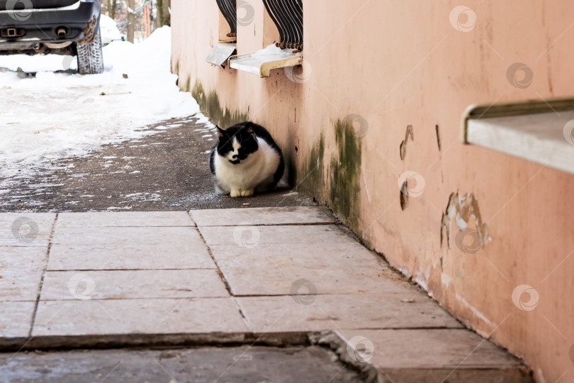 Скачать Бездомный кот в здании зимой фотосток Ozero