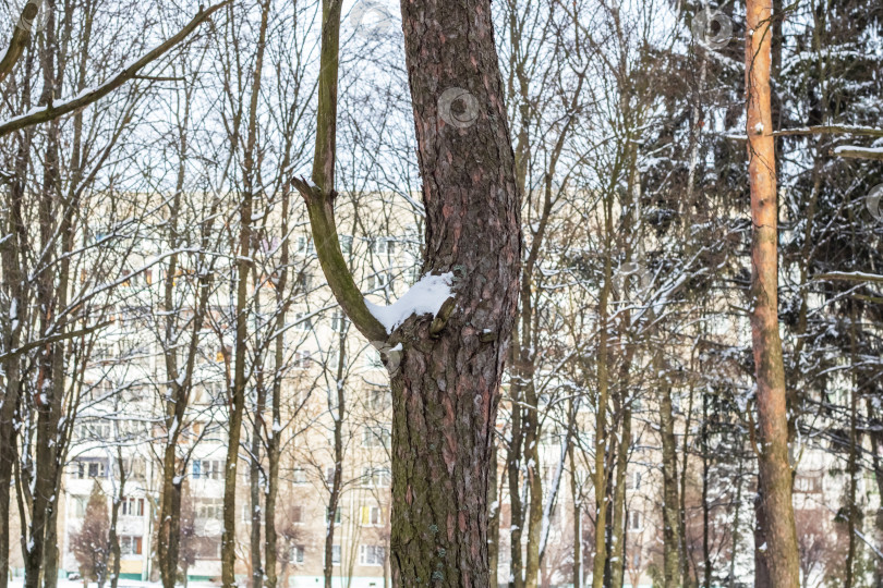 Скачать Ствол дерева в снегу на фоне здания фотосток Ozero