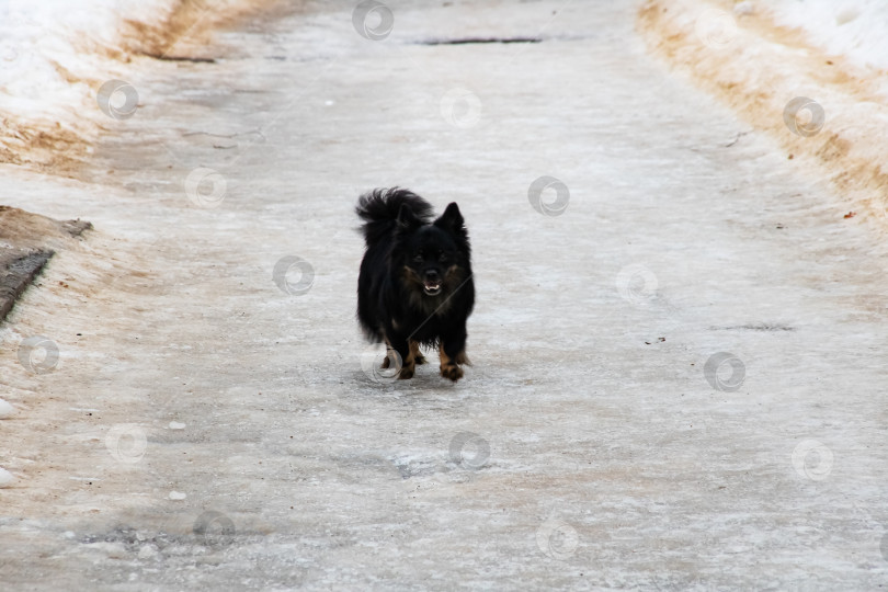 Скачать Черная пушистая собака бежит по заснеженной дороге фотосток Ozero