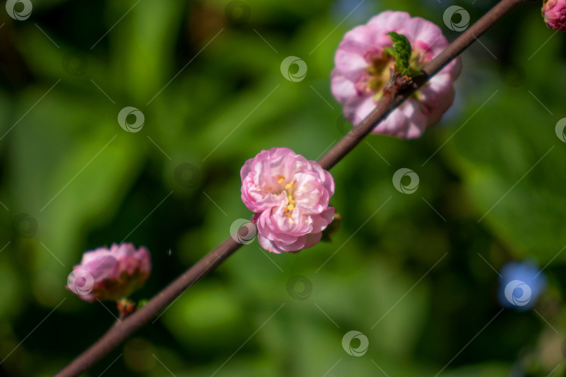 Скачать Три маленьких розовых цветка на диагональной ветке на размытом зеленом фоне. фотосток Ozero