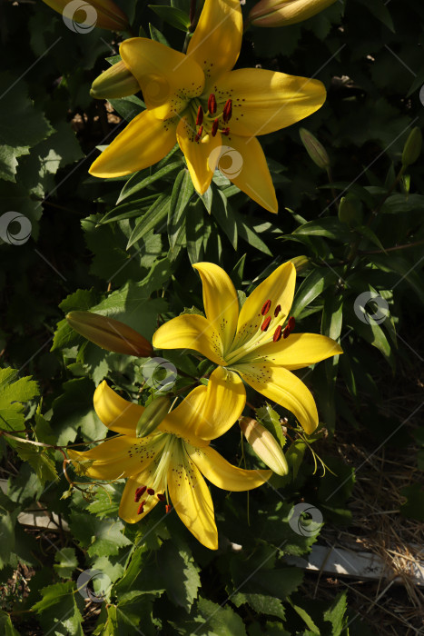 Скачать Желтые лилии растут в саду весенним солнечным днем фотосток Ozero