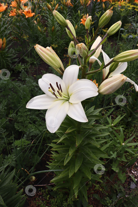 Скачать White lilies grow in the garden on a spring sunny day against the background of pink lilies фотосток Ozero