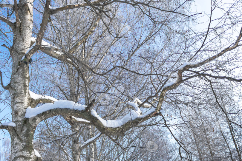 Скачать Береза под снегом на фоне голубого неба фотосток Ozero