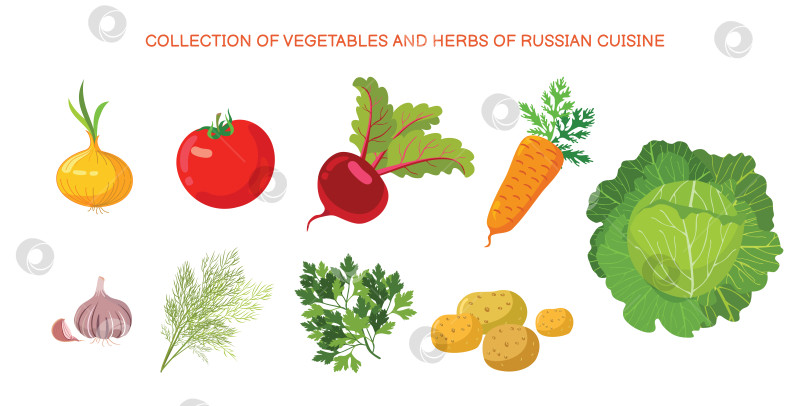 Скачать Коллекция овощей и зелени русской кухни. фотосток Ozero